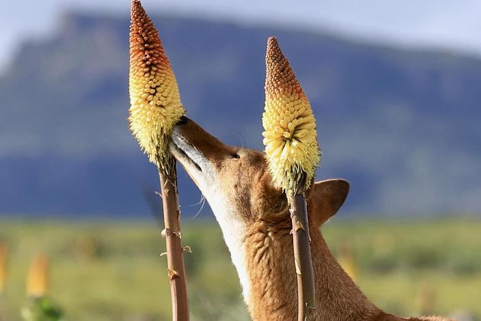 An Ethiopian wolf and a red hot poker flower.