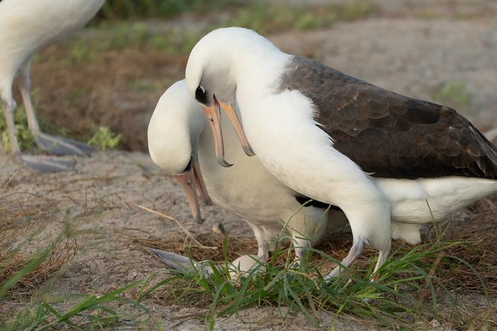 Wisdom (center right), a Laysan albatross first banded in 1956, stands with her new partner as they admire their recently laid egg at Midway Atoll National Wildlife Refuge in late November.