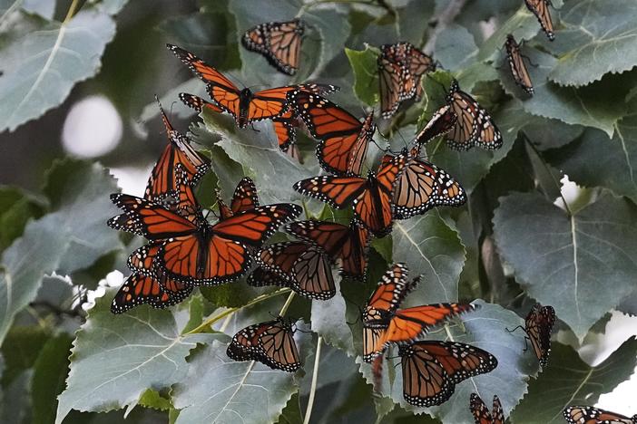 Monarch butterflies from Canada stop to rest in Cleveland's Wendy Park on their way to Mexico on Sept. 12, 2023.