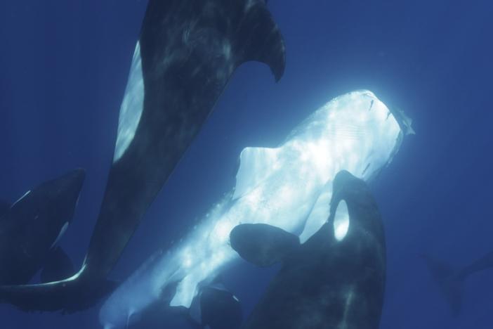Off the coast of Mexico, a family of killer whales has developed techniques to hunt whale sharks, the largest fish species on the planet.