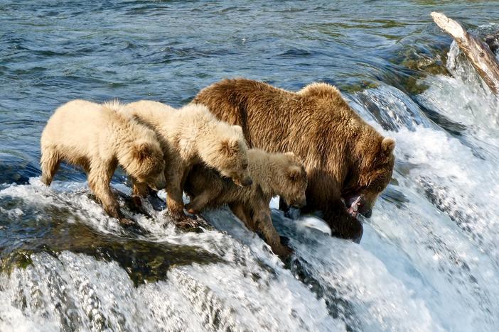 Bear 402, seen here fishing with her yearlings in 2019, was killed in a fight with another bear this fall, delaying the start of Fat Bear Week at at Katmai National Park & Preserve in Alaska.