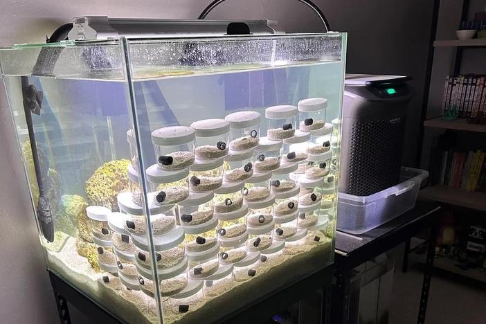 Cameron Clifford and his son Cal, with help from a friend, were taking care of more than 20 tiny octopus babies, along with one named Terrance.