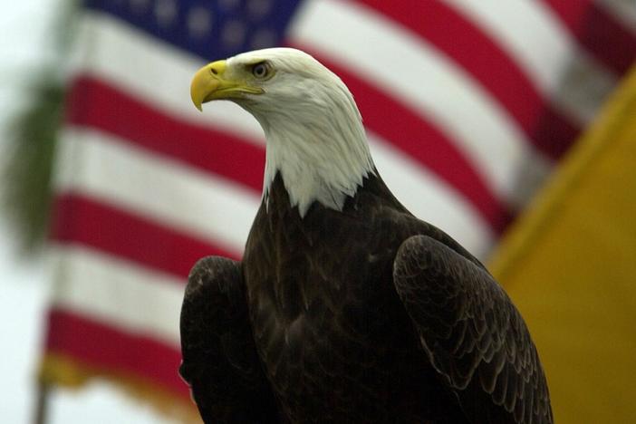 Bald eagles have symbolized America since 1782. But they're not officially designated the national bird — yet.