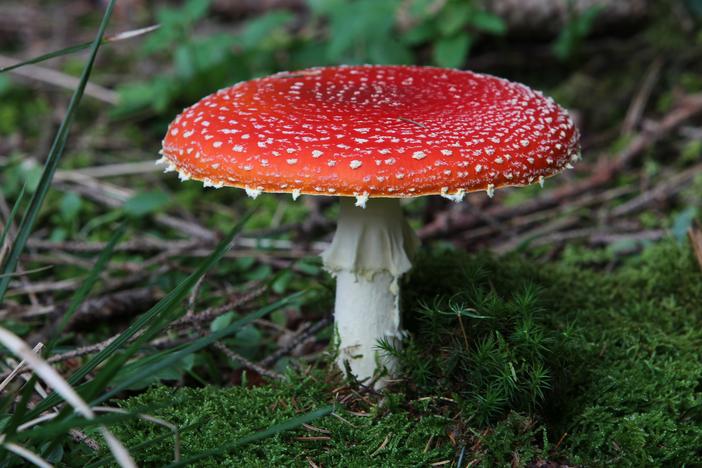 Federal regulators have cracked down on mushroom edibles containing Amanita muscaria — also known as fly agaric — after mounting safety concerns.