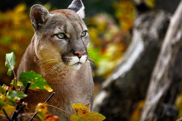 A cougar is seen in a forest in autumn. The Wild Felid Advocacy Center of Washington says bird flu has killed 20 of its big cats, including cougars, in the past month.