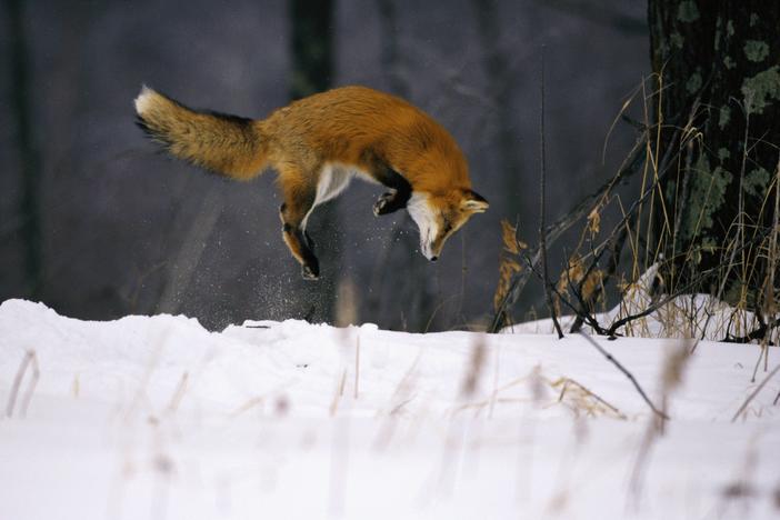 The skull of a fox goes beyond just protecting its sensory organs. It reduces impact forces.