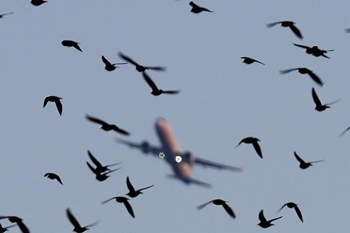 An airplane flies over starlings over a lake near the southern coastal city of Larnaca, in southeast Mediterranean island of Cyprus, Monday, Jan. 9, 2023.