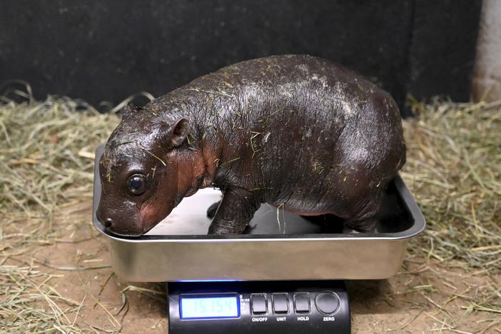 This photo provided by the Metro Richmond Zoo shows a baby pygmy hippo during a vet exam on Dec. 14, 2024, in Moseley, Va.