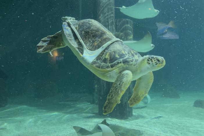 Charlotte, a male green sea turtle, wears a 3D-printed harness to help him overcome "bubble butt syndrome" — a condition caused by a boat strike. Charlotte lives at the Mystic Aquarium in Connecticut.