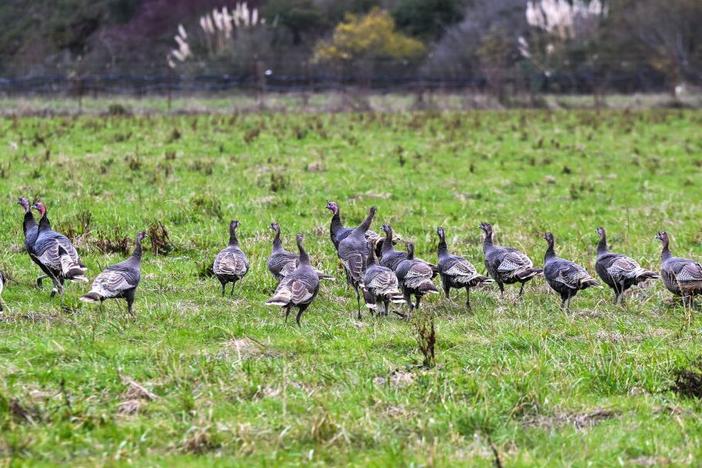Turkeys at a farm as California declares state of emergency to prevent new public health crisis on Bird flu in Pescadero, California, in December.