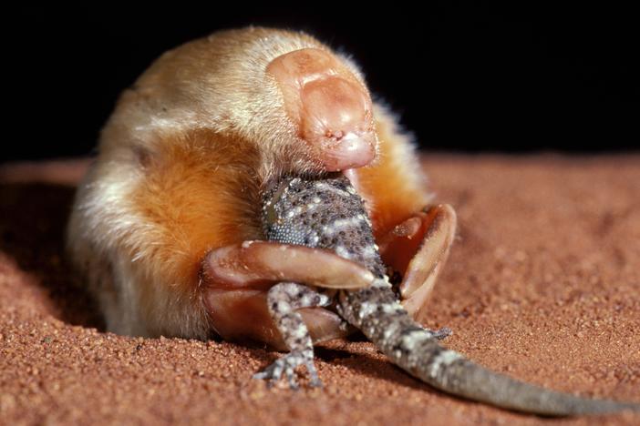 Marsupial mole eating a gecko, Tanami Desert Northern Territory Australia