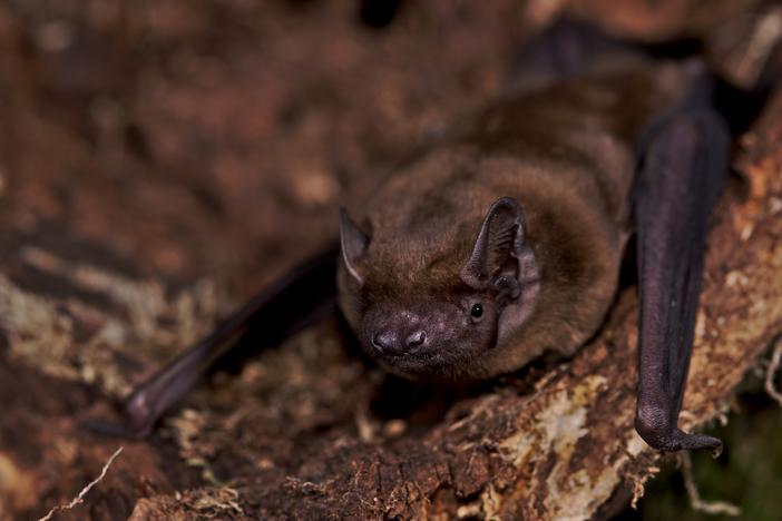 A common noctule bat.