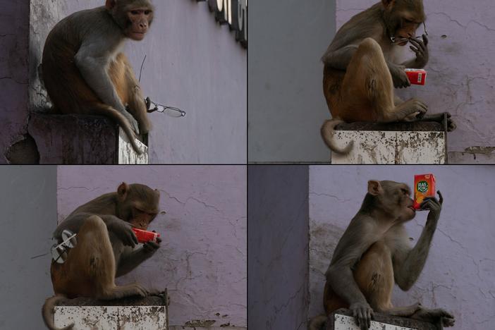 This monkey stole a pair of glasses (top left), tried them on — and returned them for a reward of mango juice. Spectacle-stealing, juice-loving monkeys are an issue in in Vrindavan, India.