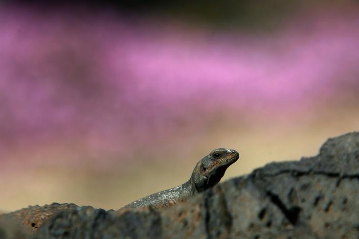 A chuckwalla lizard sunbathes in this 2007 photo from Amboy Crater National Natural Landmark in Southern California. The lizard is the namesake for the new Chuckwalla National Monument.