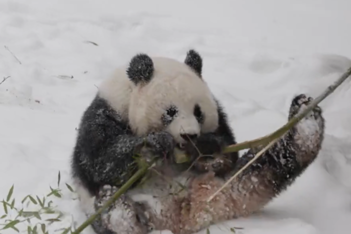 A screenshot taken from the National Zoo's feed of the giant pandas shows one of the 3-year-old bears playing in the snow.