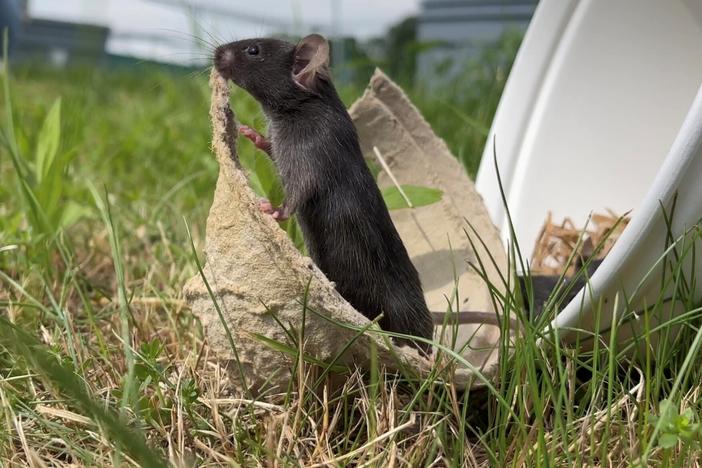 An adult mouse is released from the lab into a semi-natural outdoor enclosure. These are its first steps out of an artificial lab environment into a dynamic, realistic ecosystem.