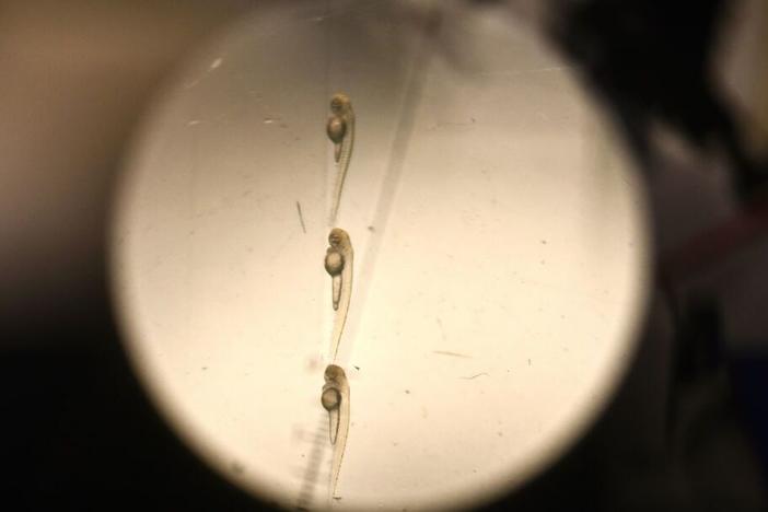 Zebra fish larvae through a microscope in a laboratory at the Pasteur Institute in Paris in 2023.