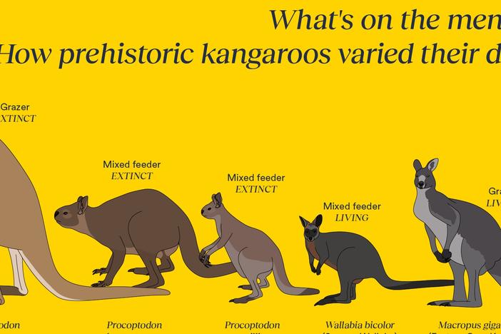 Researchers wanted to know why ancient kangaroos went extinct by taking a detailed look at the teeth of more than 900 modern and extinct kangaroos.
