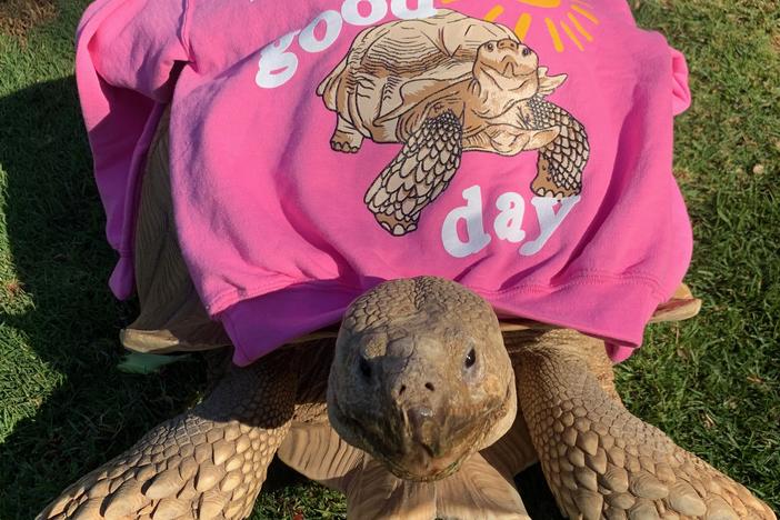 Tiptoe the tortoise is seen wearing a sweatshirt on his back.
