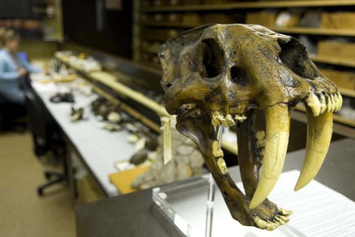 Ice Age skull on stand in research lab at the Page Musuem at the La Brea Tar Pits in Los Angeles.