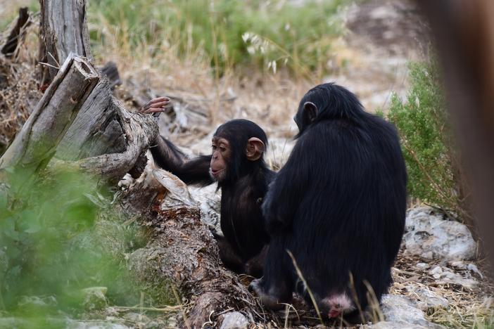 Chimpanzees in Monarto Safari Park South Australia. A new study finds in<strong> </strong>captive chimpanzees, peeing is contagious
