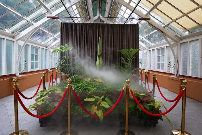 A corpse flower, affectionately named "Putricia," goes on public display as it prepares to flower at Royal Botanic Garden Sydney on Jan. 18 in Sydney. An <em>amorphophallus titanum</em> flower, also known as "corpse flower" (Bunga Bangkai in Bahasa Indonesia), is renowned for its foul odor reminiscent of rotting flesh.