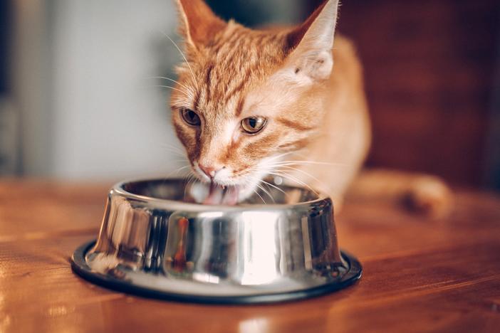 Several cats have gotten sick from bird flu from eating raw pet food or drinking raw milk.