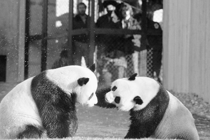 The National Zoo's first giant pandas, Ling-Ling and Hsing-Hsing, play in their yard in 1974 as onlookers watch.