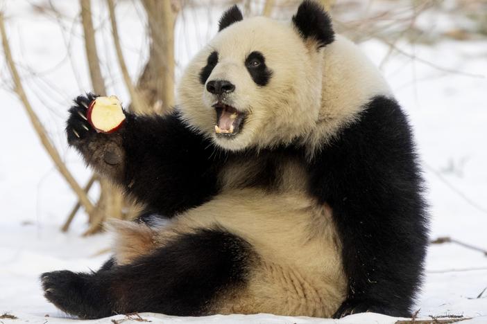 Qing Bao, one of the Smithsonian National Zoo's new Giant Pandas, eats an apple on Friday, Jan. 24, 2025. In November 2023, the National Zoo sent its three pandas — Tian Tian and Mei Xiang, who had lived there since 2000, and their cub Xiao Qi Ji — back to China, in advance of the expiration of their loan agreement and amidst rising tensions between the two countries.