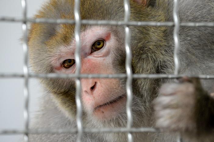 A rhesus macaque looks on from the quarantine room of a future animal shelter in Nogent-le-Phaye near Chartres, France, in 2019.