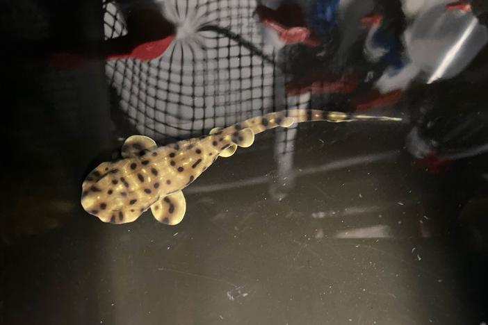Yoko the baby swell shark was born on Jan. 3, some eight months after her egg was discovered in a tank with that only housed other female sharks.