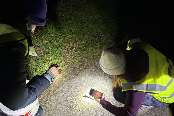 Lauren Cole and Kiley Dell'Amico document a newt crossing the road.