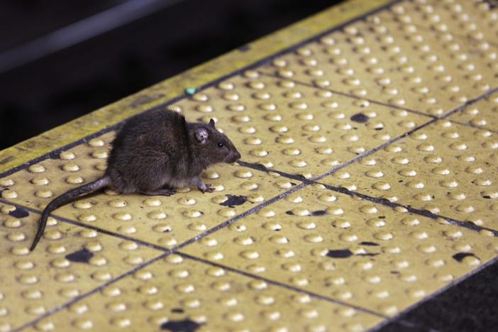 Winters are warming around the country, which gives rats more of an opportunity to search for food.