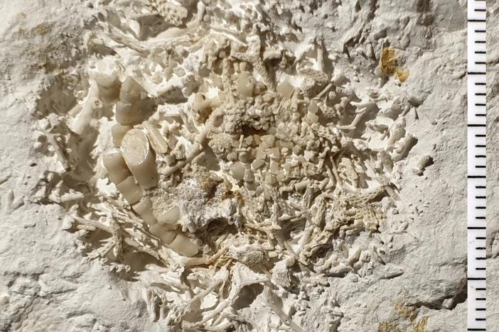 A lump of chewed up crinoid fragments from 66 million years ago is now at a museum in Denmark.