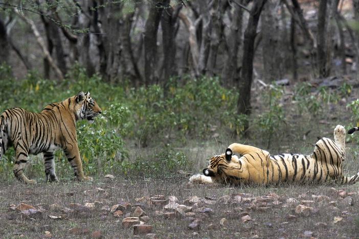 Tigers are visible at the Ranthambore National Park in Sawai Madhopur, India.
