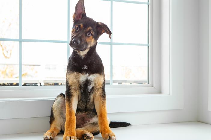 In almost every species, ear movement can be a clue that the animal is trying to pay close attention to something.