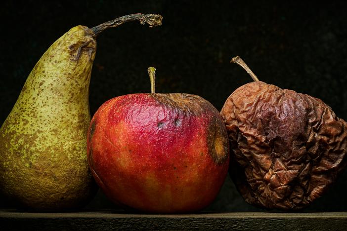 Fruit fly maggots prefer textures that are or closely resemble rotting fruit.