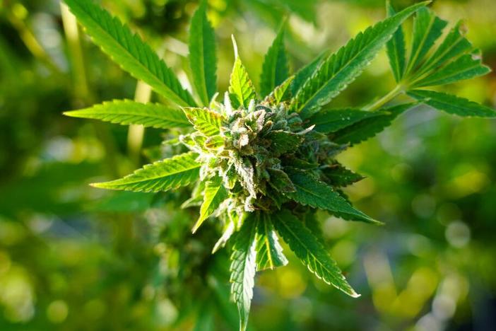 Cannabis is legal in many states but not federally. As more Americans consume weed products, concern is growing about the risks of traces of contaminants such as pesticides and heavy metals.