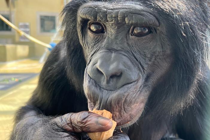 Nyota, a bonobo living at Ape Initiative.