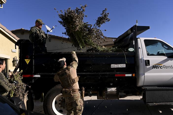 Officers with California's Department of Cannabis Control confiscate unlicensed marijuana plants in the Goldridge neighborhood of Fairfield, Calif., on Jan. 9. Officers recovered 2,001 pounds of cannabis plants and 167.56 pounds of cannabis shake from three private residences.