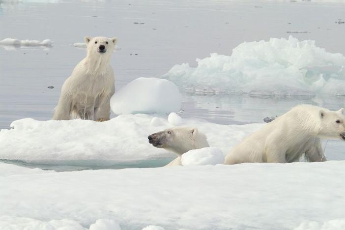 Polar bears on ice in Northern Canada.