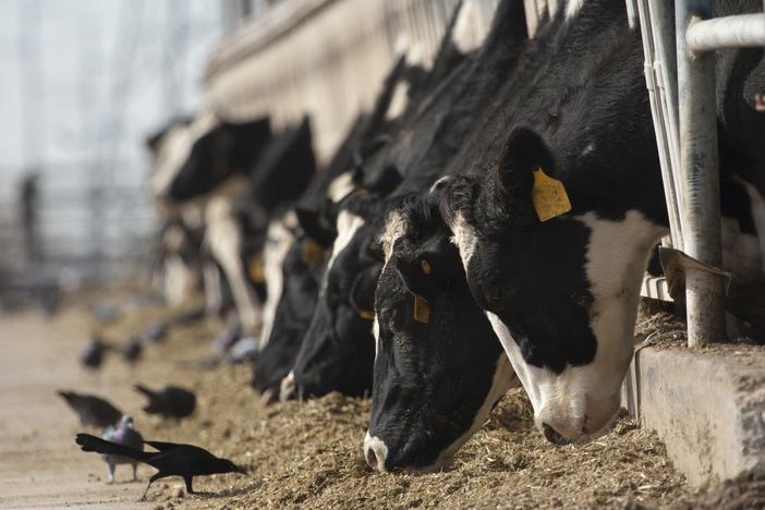 The variant of H5N1 bird flu has been circulating in wild birds, but this is the first time it's been detected in cattle.