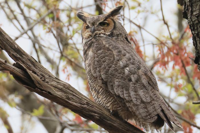 A great horned owl sits in a tree at the Massapequa Preserve in New York on April 23, 2024.