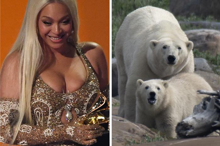 From left: Beyoncé, some bears, Ozzy.