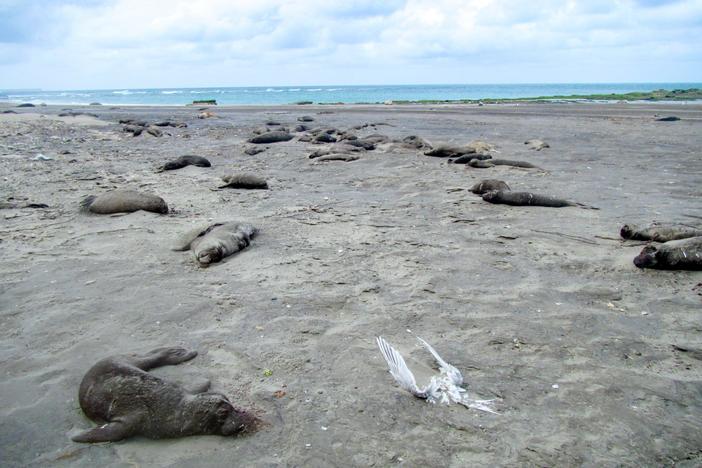 Deceased elephant seal pups line the beach at Punta Delgada in Chabut, Argentina, along with a bird carcass. Cause of death: bird flu.
