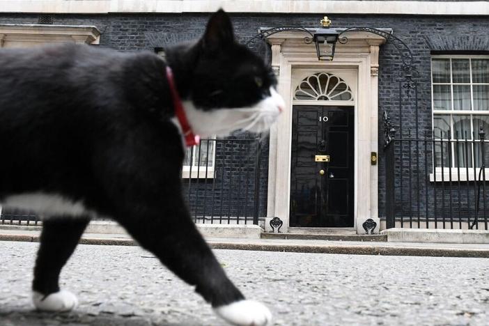 Palmerston, the rescue cat of the U.K.'s Foreign Office, stalks past 10 Downing St. in front of the waiting media in central London on June 9, 2017.