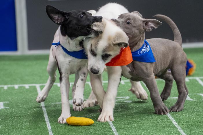 Abigail (left) and Sarge (right) team up for a defensive squeeze on Beethoven during this year's pre-taped Puppy Bowl.