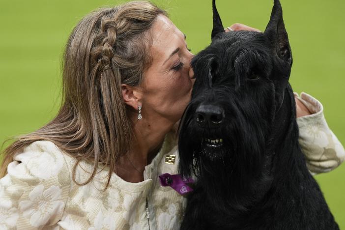 Katie Bernardin kisses Monty, a giant schnauzer, after winning best in show in the 149th Westminster Kennel Club Dog show on Feb. 11, 2025, in New York.