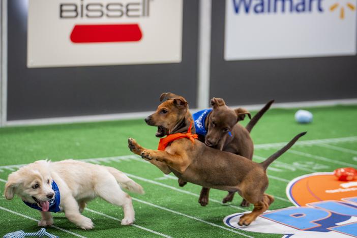 Belle and Maya run a play against pup-ponent Callen.