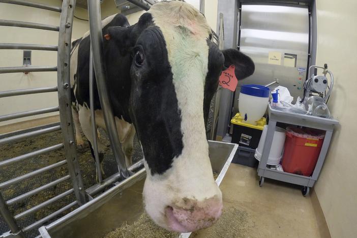 In this photo provided by the U.S. Department of Agriculture, a lactating dairy cow stands in a pen after inoculation against bird flu at the National Animal Disease Center research facility in Ames, Iowa, on Monday, July 29, 2024.